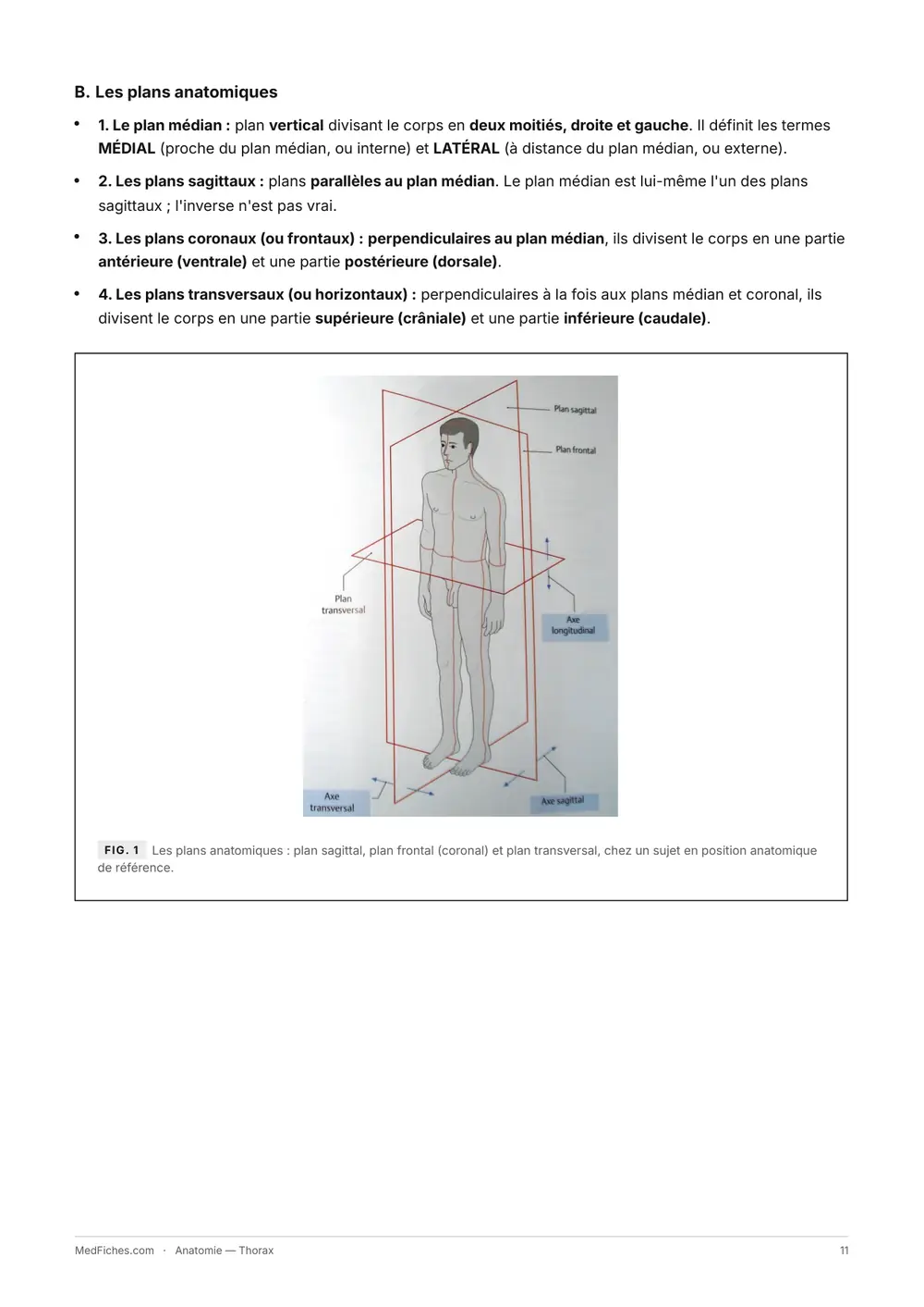 Anatomie, Thorax, page 5