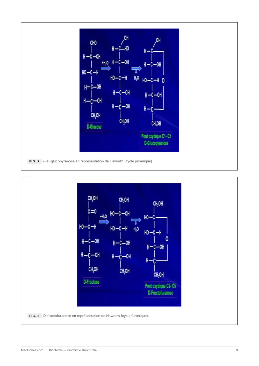Biochimie, Biochimie structurale, page 4