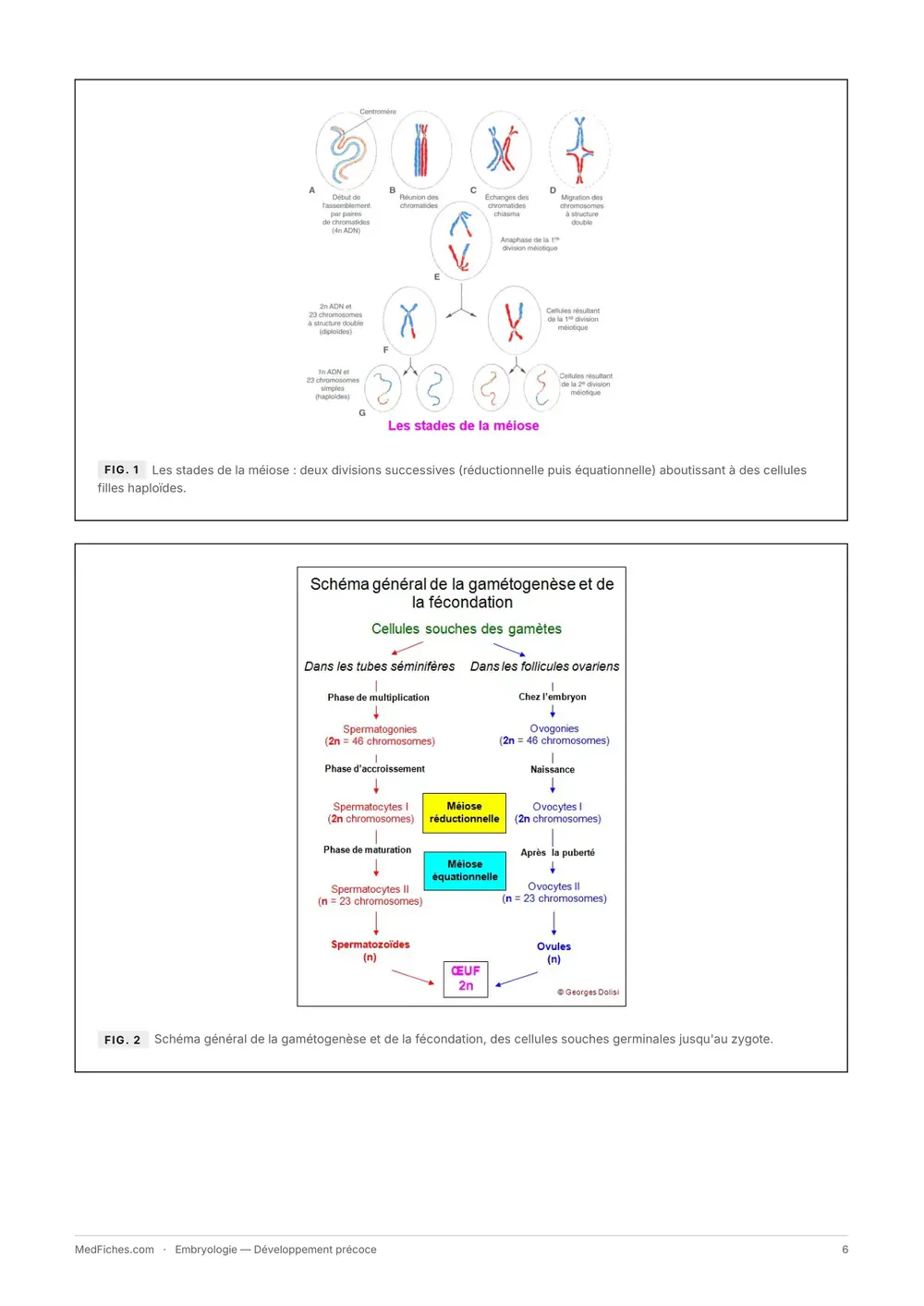 Embryologie, Développement précoce, page 2