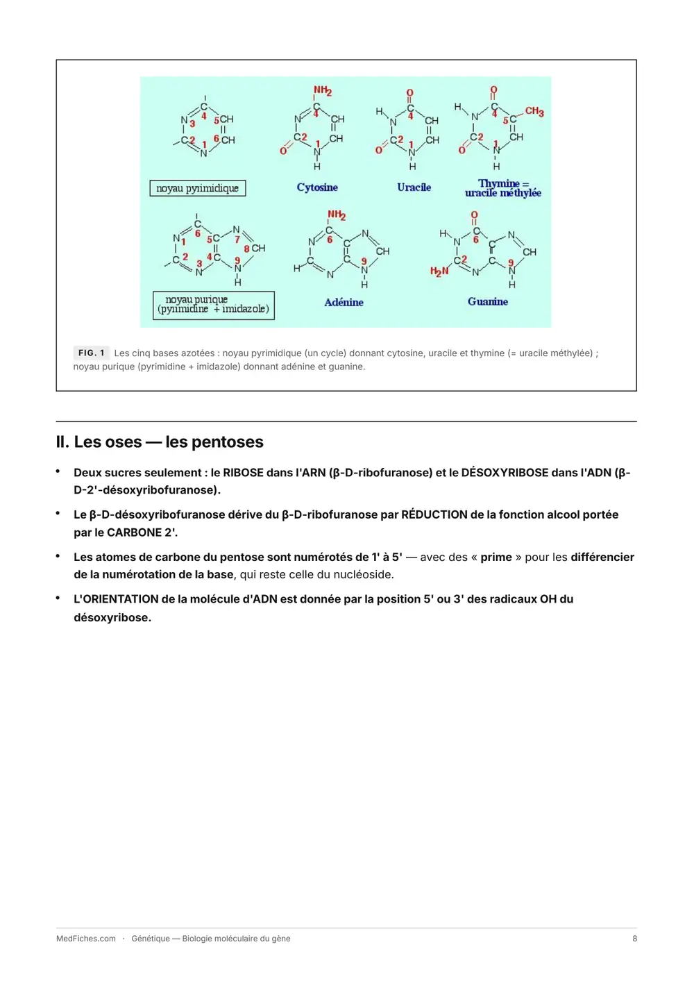 Génétique, Biologie moléculaire du gène, page 4