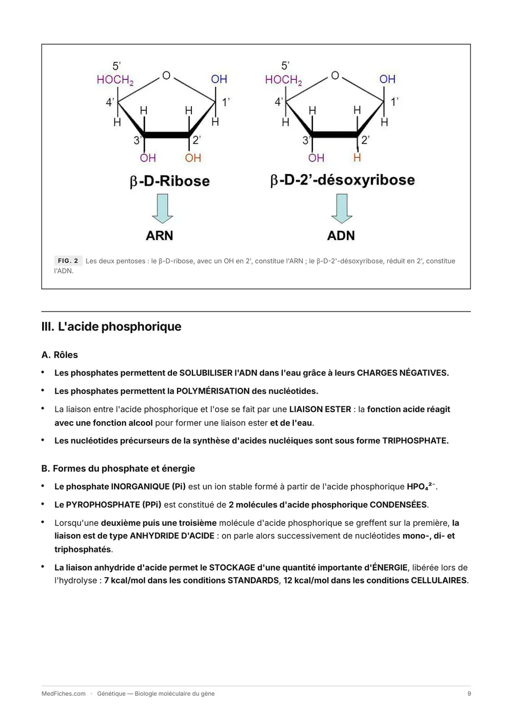 Génétique, Biologie moléculaire du gène, page 5