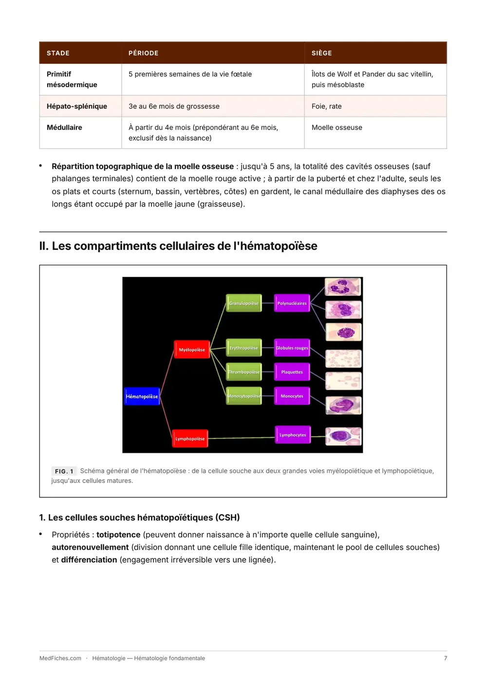 Hématologie, Hématologie fondamentale, page 2