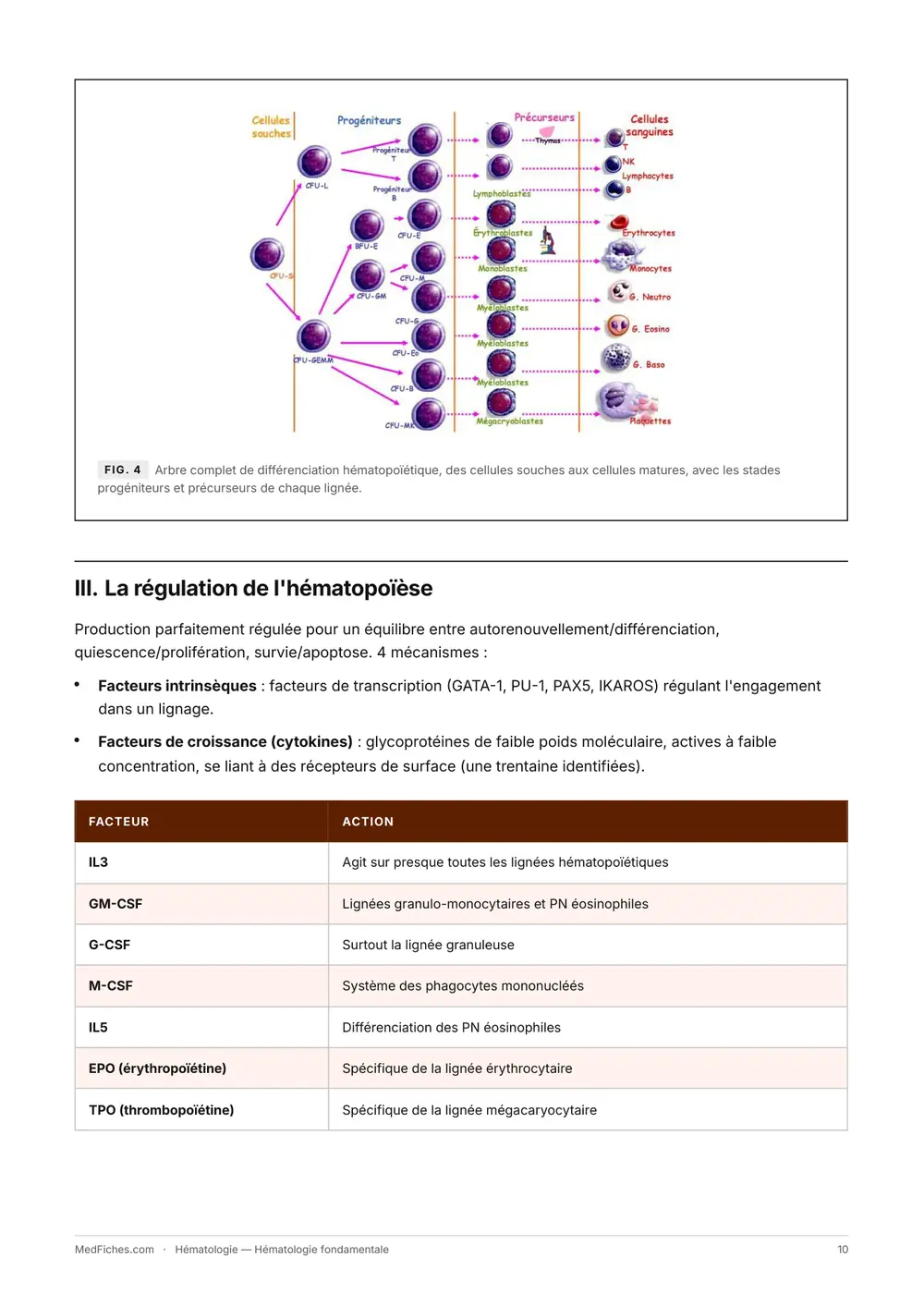 Hématologie, Hématologie fondamentale, page 5