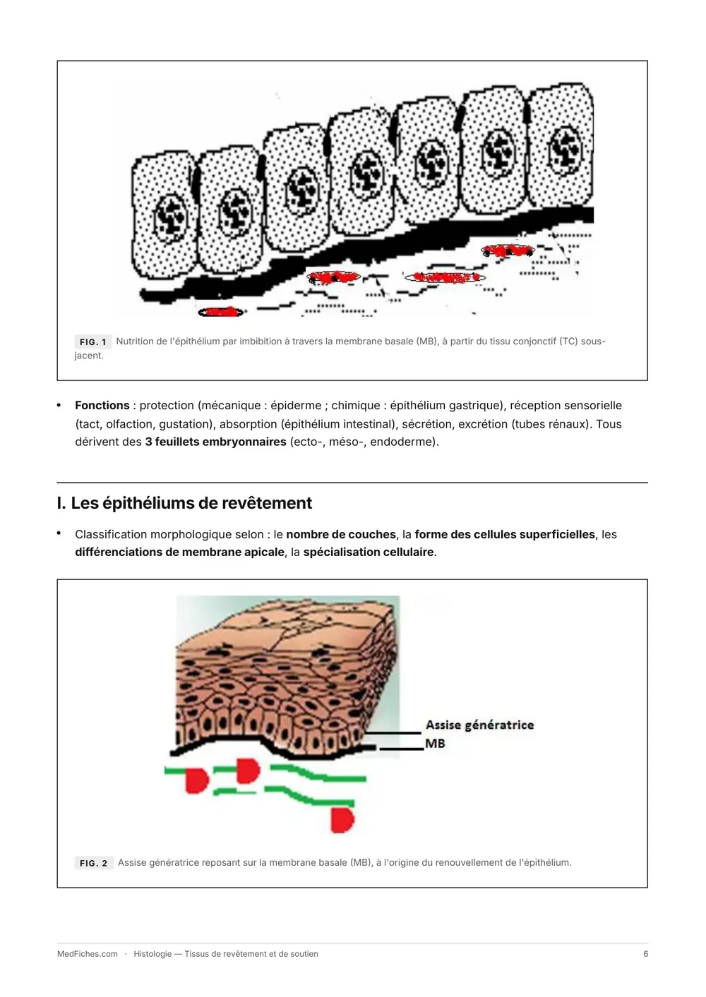 Histologie, Tissus de revêtement et de soutien, page 2