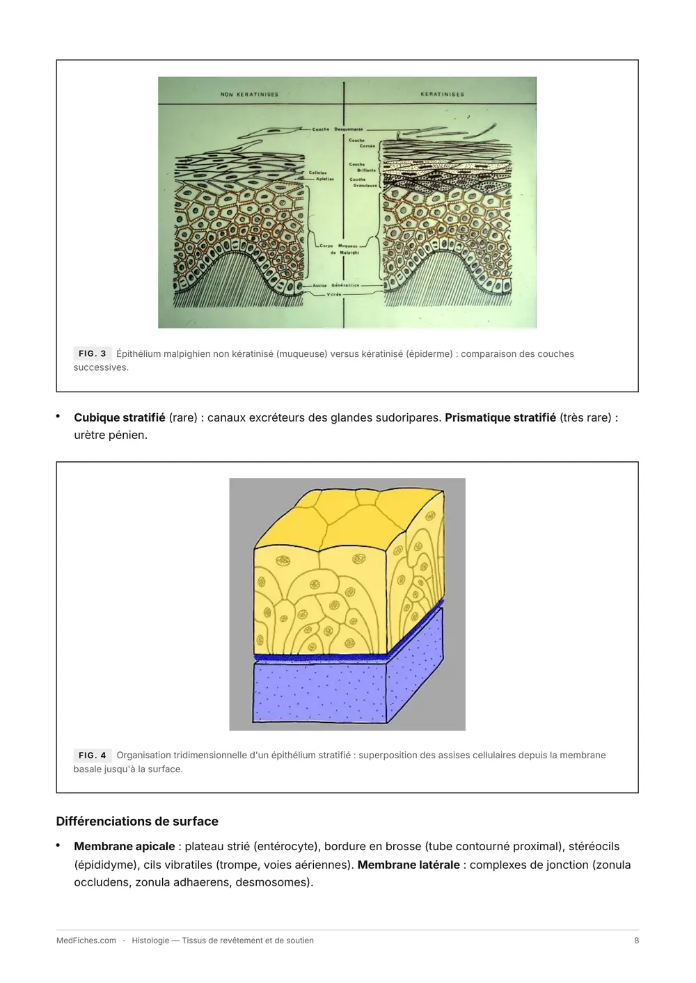 Histologie, Tissus de revêtement et de soutien, page 4