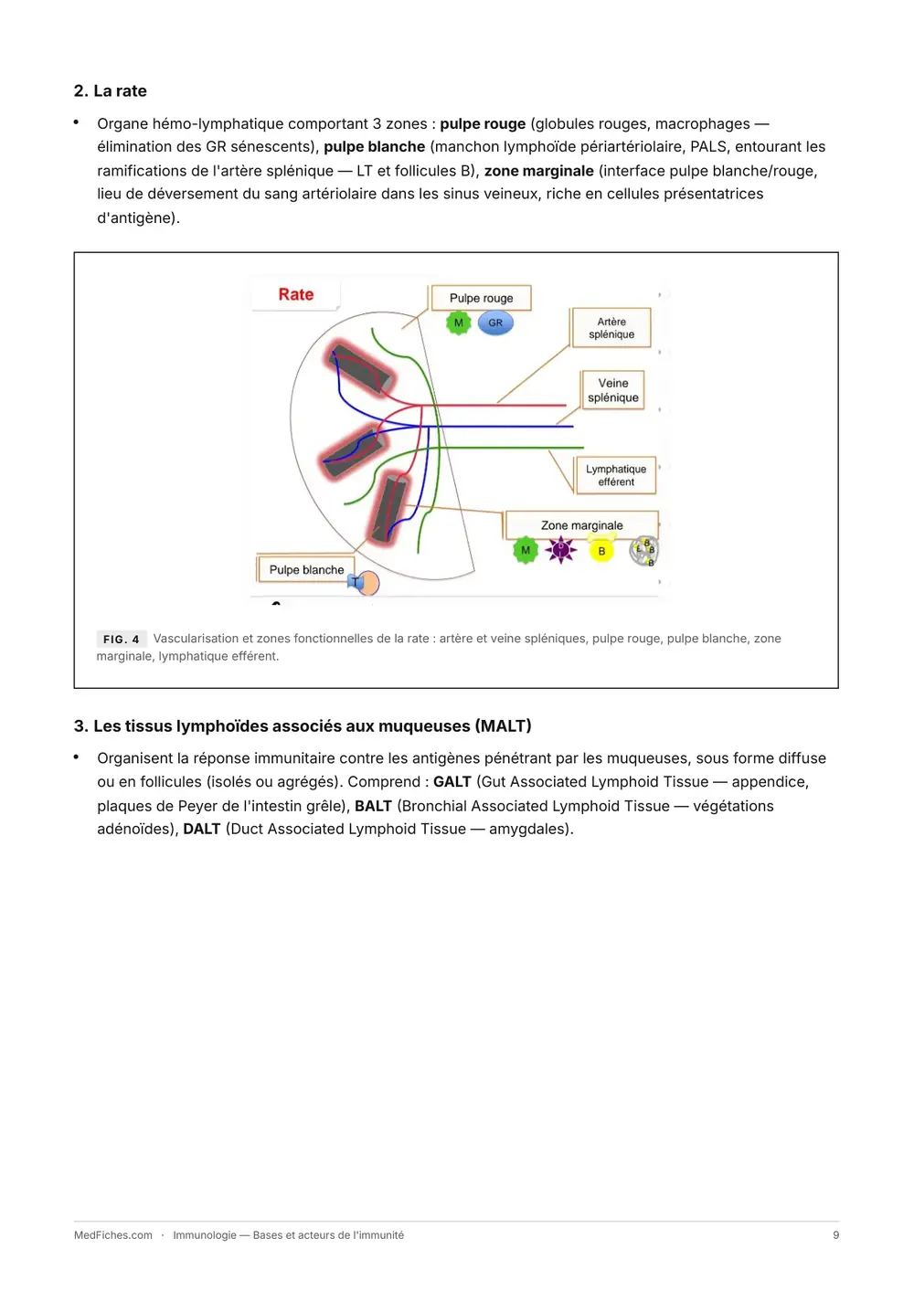 Immunologie, Bases et acteurs de l'immunité, page 5