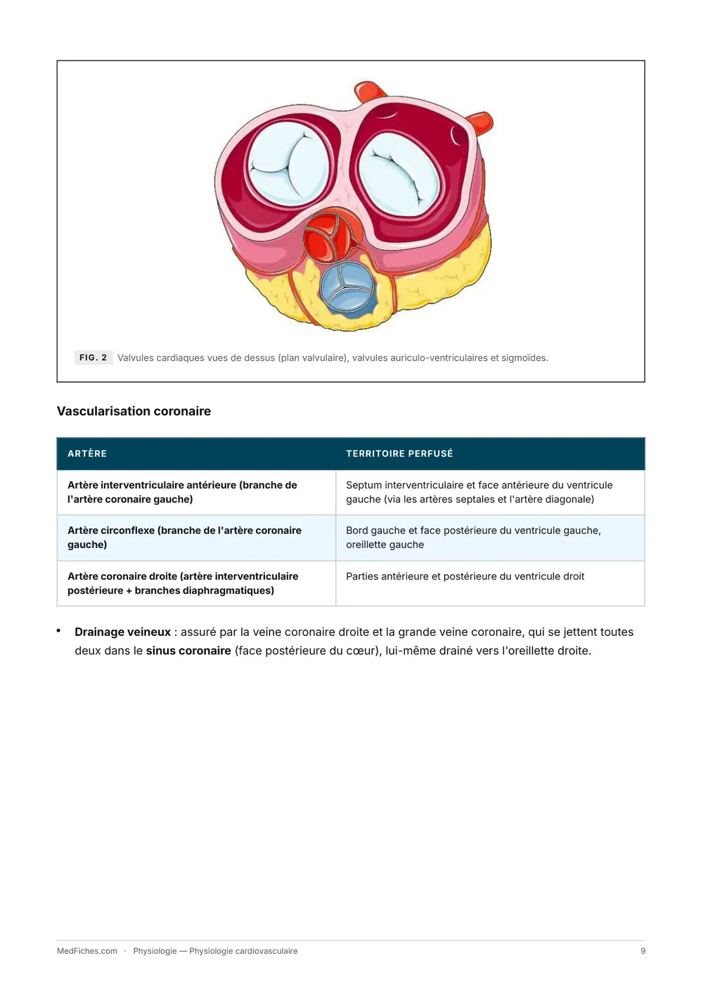 Physiologie, Physiologie cardiovasculaire, page 3