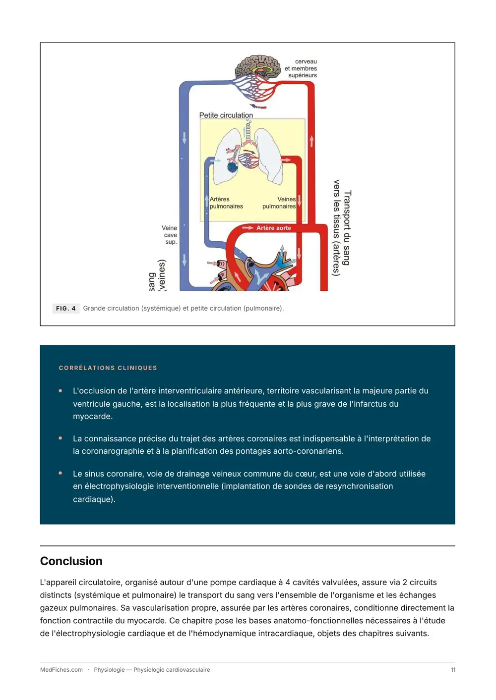Physiologie, Physiologie cardiovasculaire, page 5